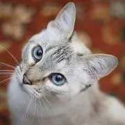 おくるんばの画像