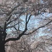 かまり