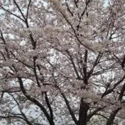yoolilaの画像