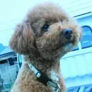 かのんの画像