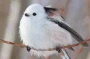 チャーハンの画像