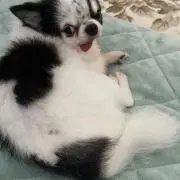 mc犬の画像