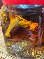 サトウの画像