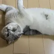 うめこの画像