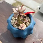 三月の画像