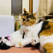なぎぎの画像