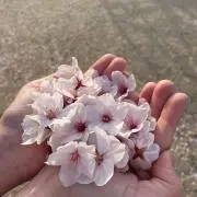kashの画像