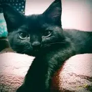 ポンタ