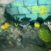 kimitttの画像