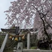 つきさかきの画像