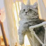 ゆかりん