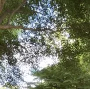 もかげの画像
