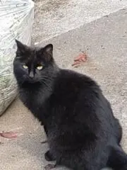 てんてんの画像