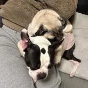 鼻ぺちゃ犬