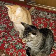 ペコ