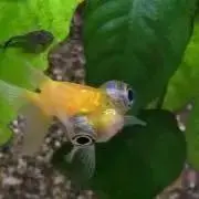 KINGYO＊断捨離中【プロフ見てね！】