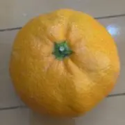 みかん