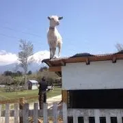 ゆき