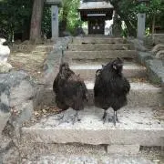 もずくの画像