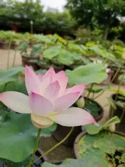 ユウキの画像
