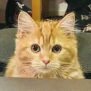 たるぞうの画像
