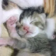 ☆もやしキラー☆の画像