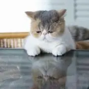 ちくわ