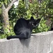 【1点のみ】【レア！激カワツインテ】 涼森れむ 直筆サイン入り ワイド チェキ 1点のみ】【レア！激カワツインテ】 涼森れむ 直筆サイン入り ワイド