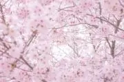なおの画像