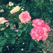 Little Gardenの画像