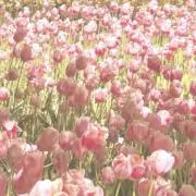 muuの画像