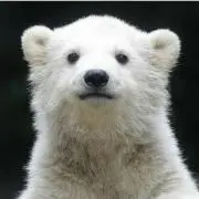 しろくまりんの画像