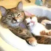 とわ
