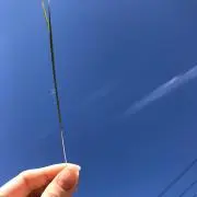 mimiの画像
