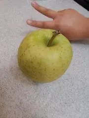 おれんじの画像