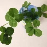 あいこ