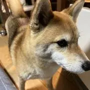 SHOPまめ