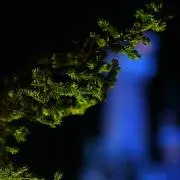 木の画像