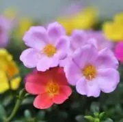blossomの画像