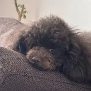儚の画像