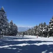 ゆの画像