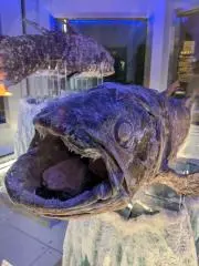 セサミストレートの画像
