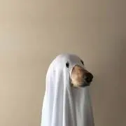 もーりーの画像