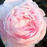 *°ゆずみかん°*発送遅めですの画像
