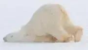 しろくま80