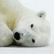 くまろんの画像