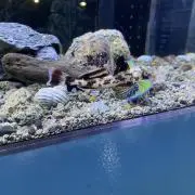 ちょこの画像