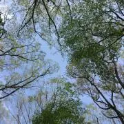 Shuの画像