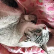 あんきーの画像