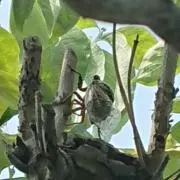 しゅんの画像